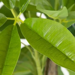 Banak Plantas Decorativas Artificiales*Bamb